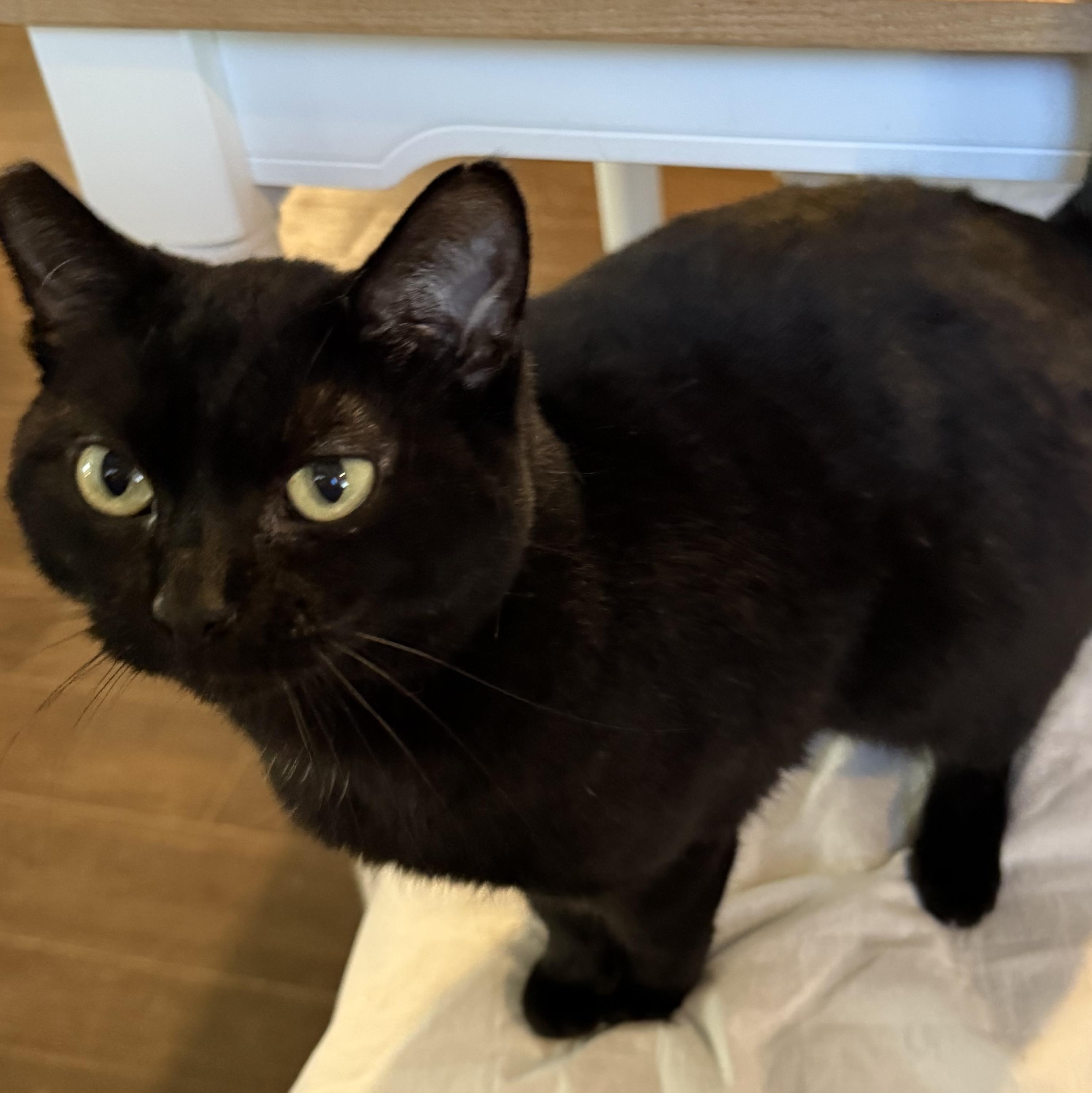 Enlarge Moon Pie, an adoptable Domestic Short Hair in Brentwood, CA image 2/6