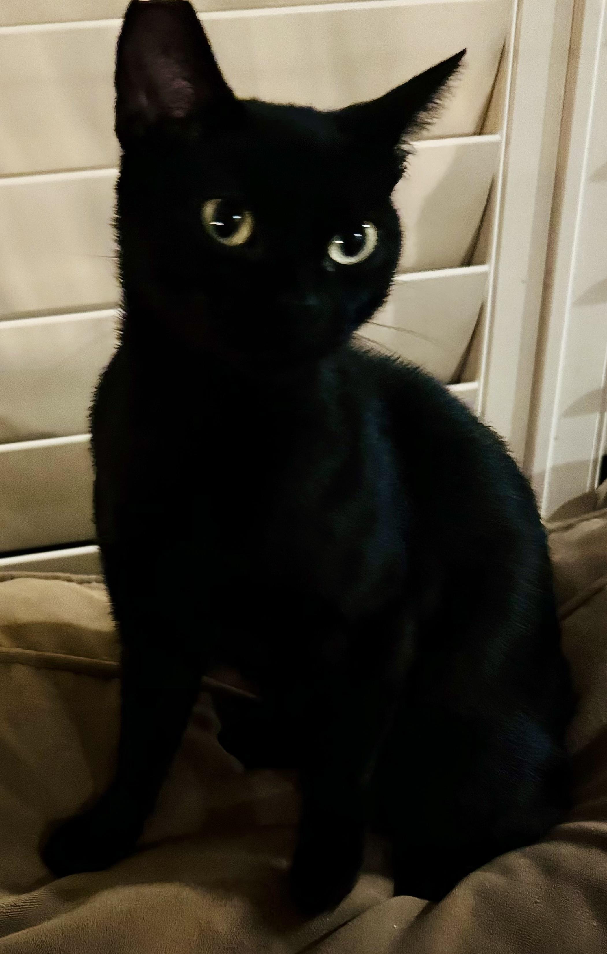 Enlarge Moon Pie, an adoptable Domestic Short Hair in Brentwood, CA image 4/6