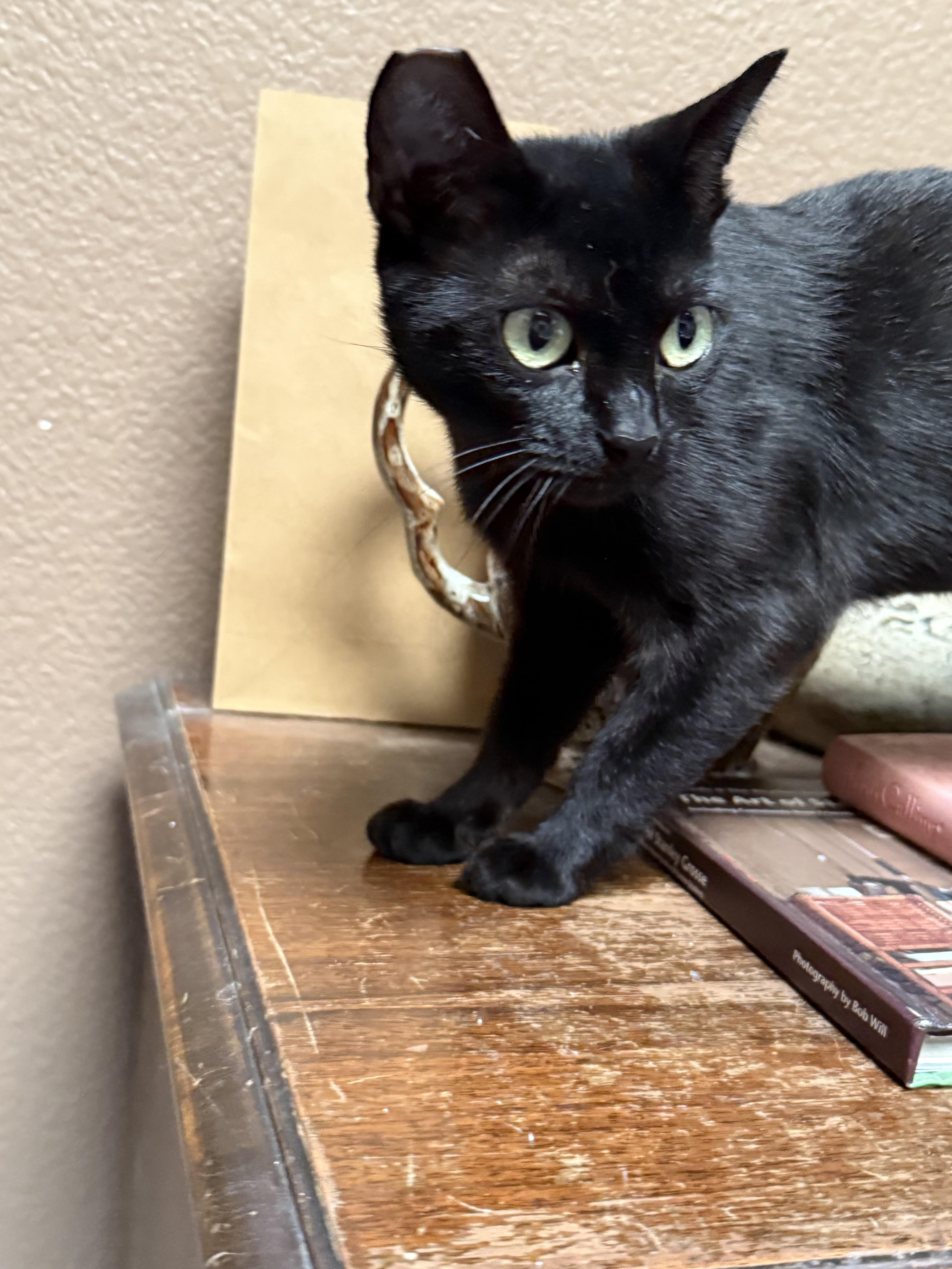 Enlarge Moon Pie, an adoptable Domestic Short Hair in Brentwood, CA image 6/6