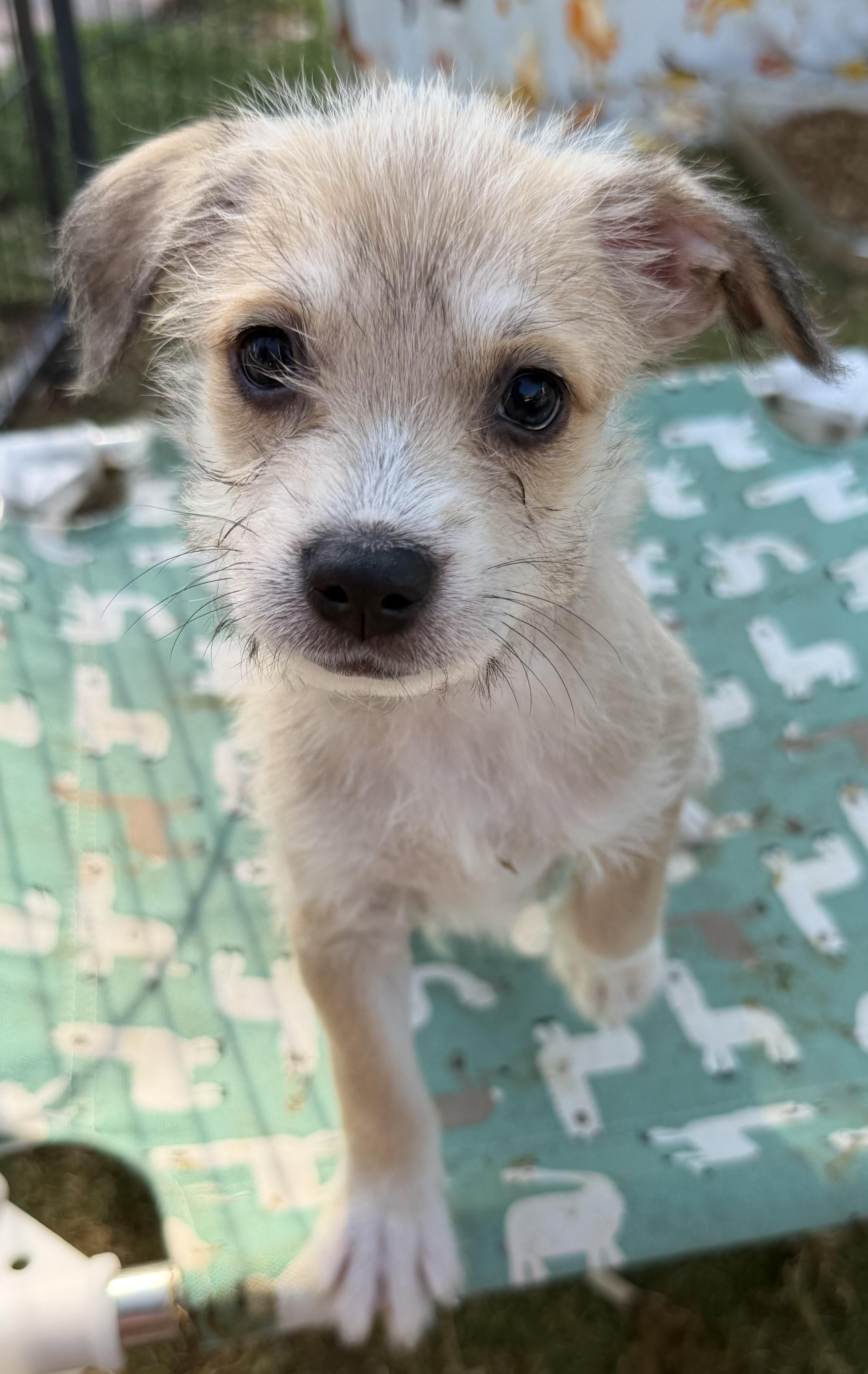 Mocha, a ADOPTABLE mixed breed in Gilbert, AZ image 2/4