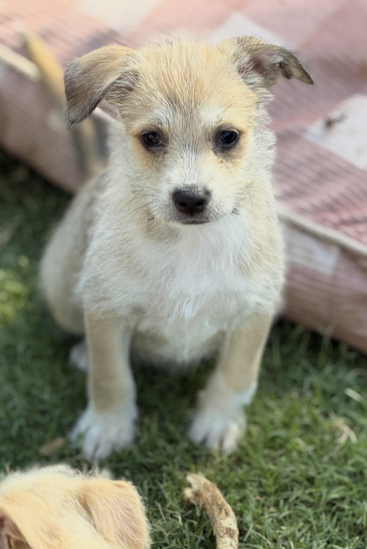 Mocha, a ADOPTABLE mixed breed in Gilbert, AZ image 4/4