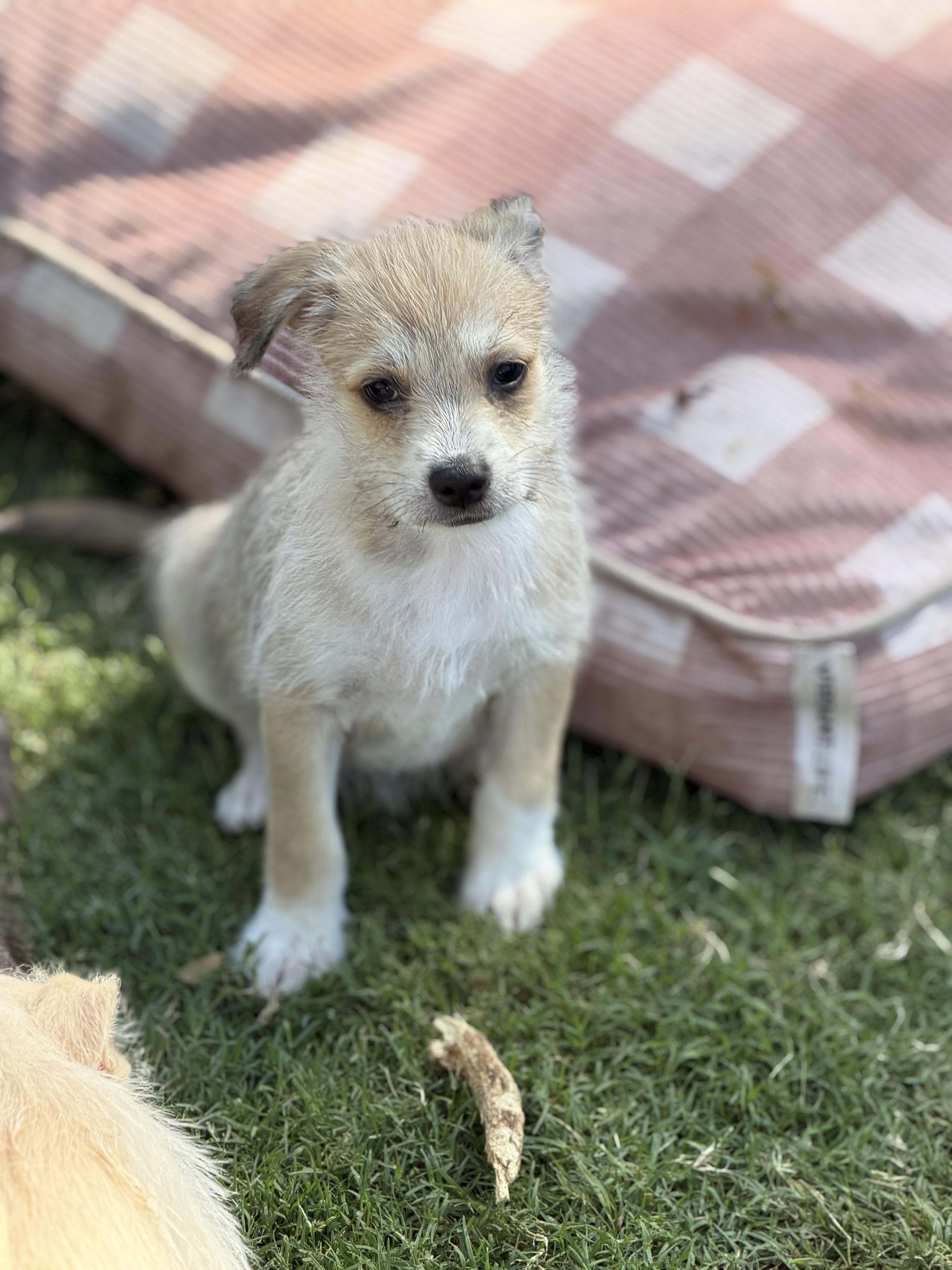 Mocha, a ADOPTABLE mixed breed in Gilbert, AZ image 3/4