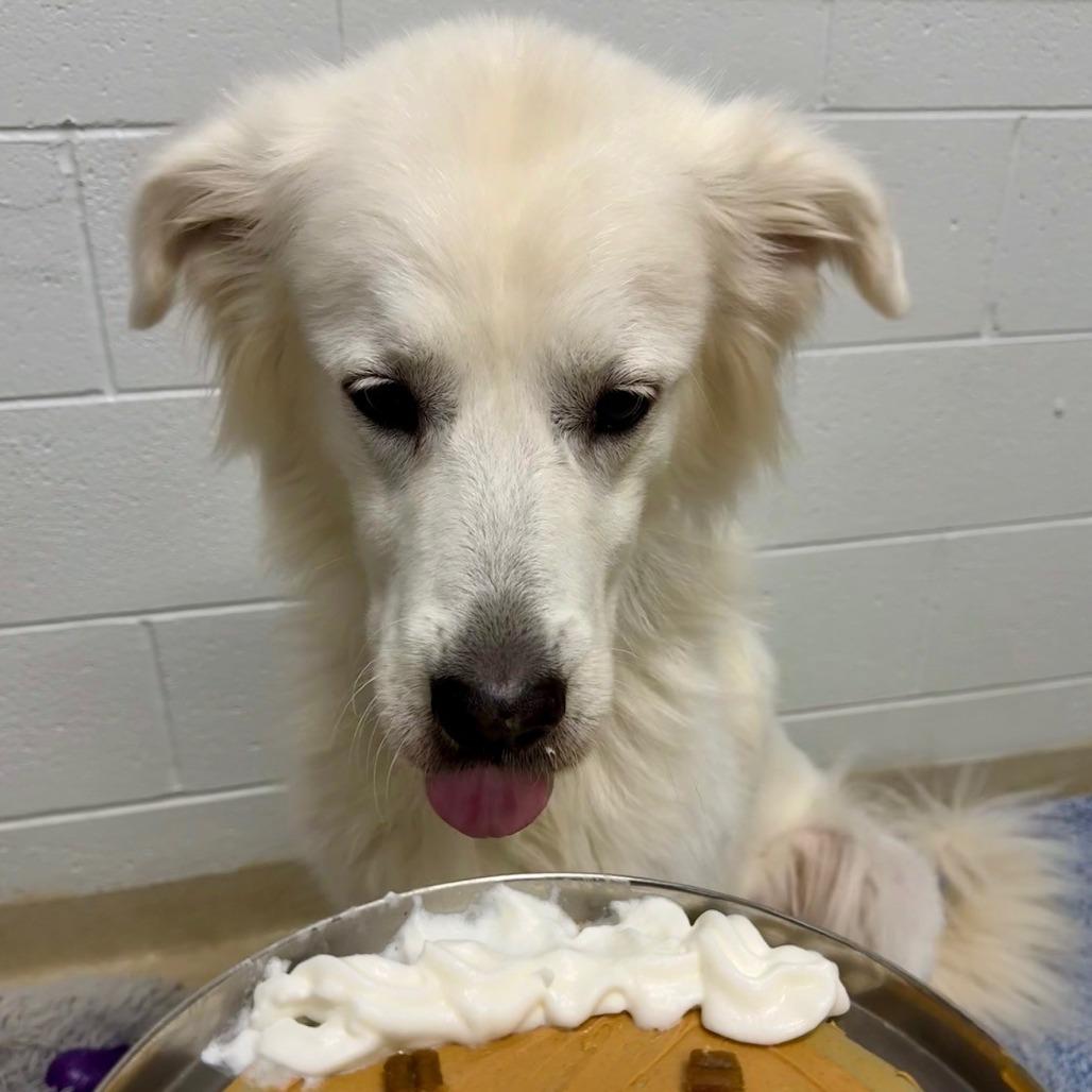 Enlarge Penny, a Adoptable Great Pyrenees in Marshall, VA image 1/6