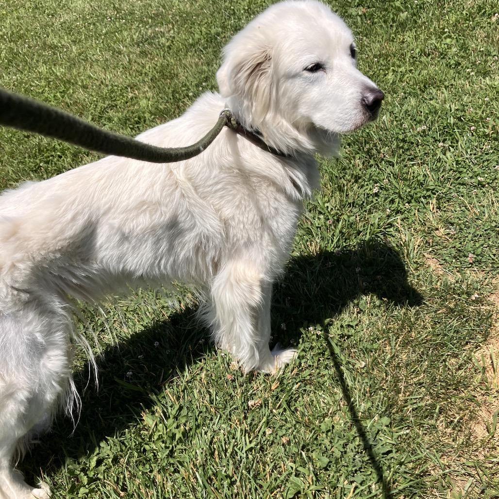 Enlarge Penny, a Adoptable Great Pyrenees in Marshall, VA image 2/6