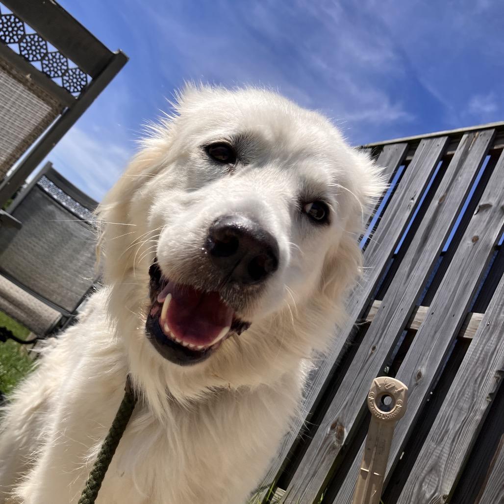 Enlarge Penny, a Adoptable Great Pyrenees in Marshall, VA image 3/6