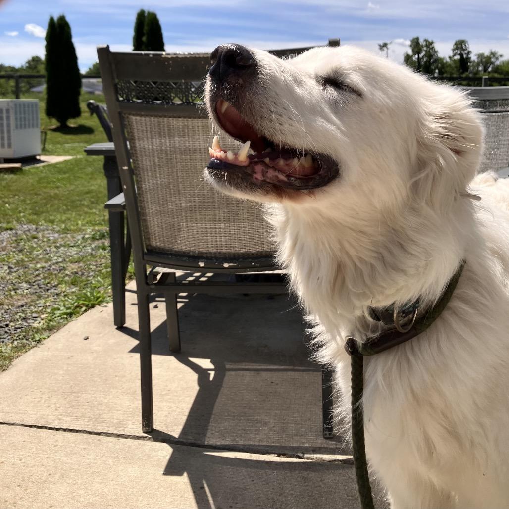 Enlarge Penny, a Adoptable Great Pyrenees in Marshall, VA image 4/6