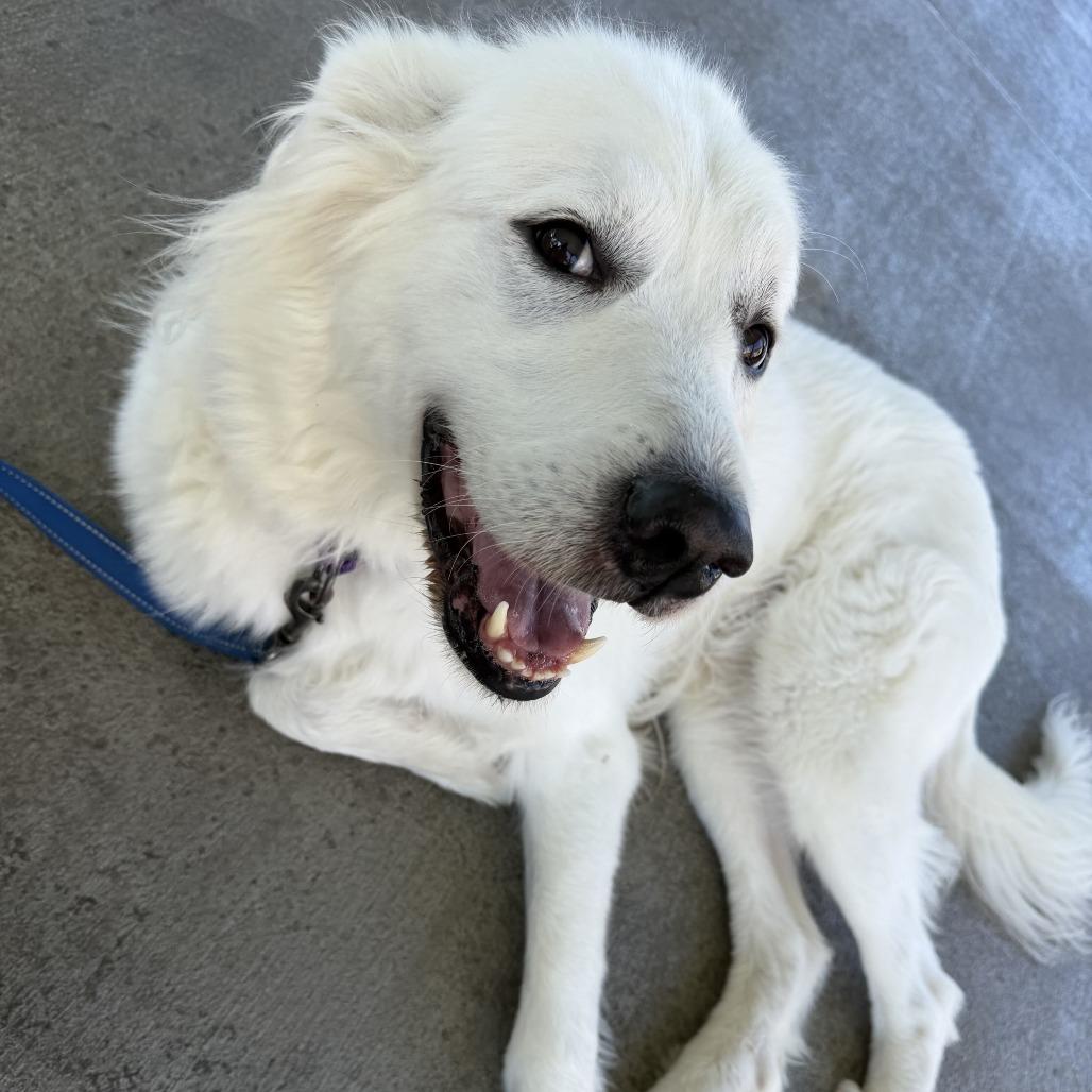Enlarge Penny, a Adoptable Great Pyrenees in Marshall, VA image 4/6