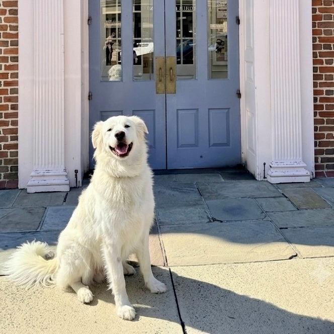 Enlarge Penny, a Adoptable Great Pyrenees in Marshall, VA image 5/6