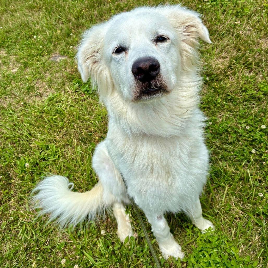 Enlarge Penny, a Adoptable Great Pyrenees in Marshall, VA image 6/6
