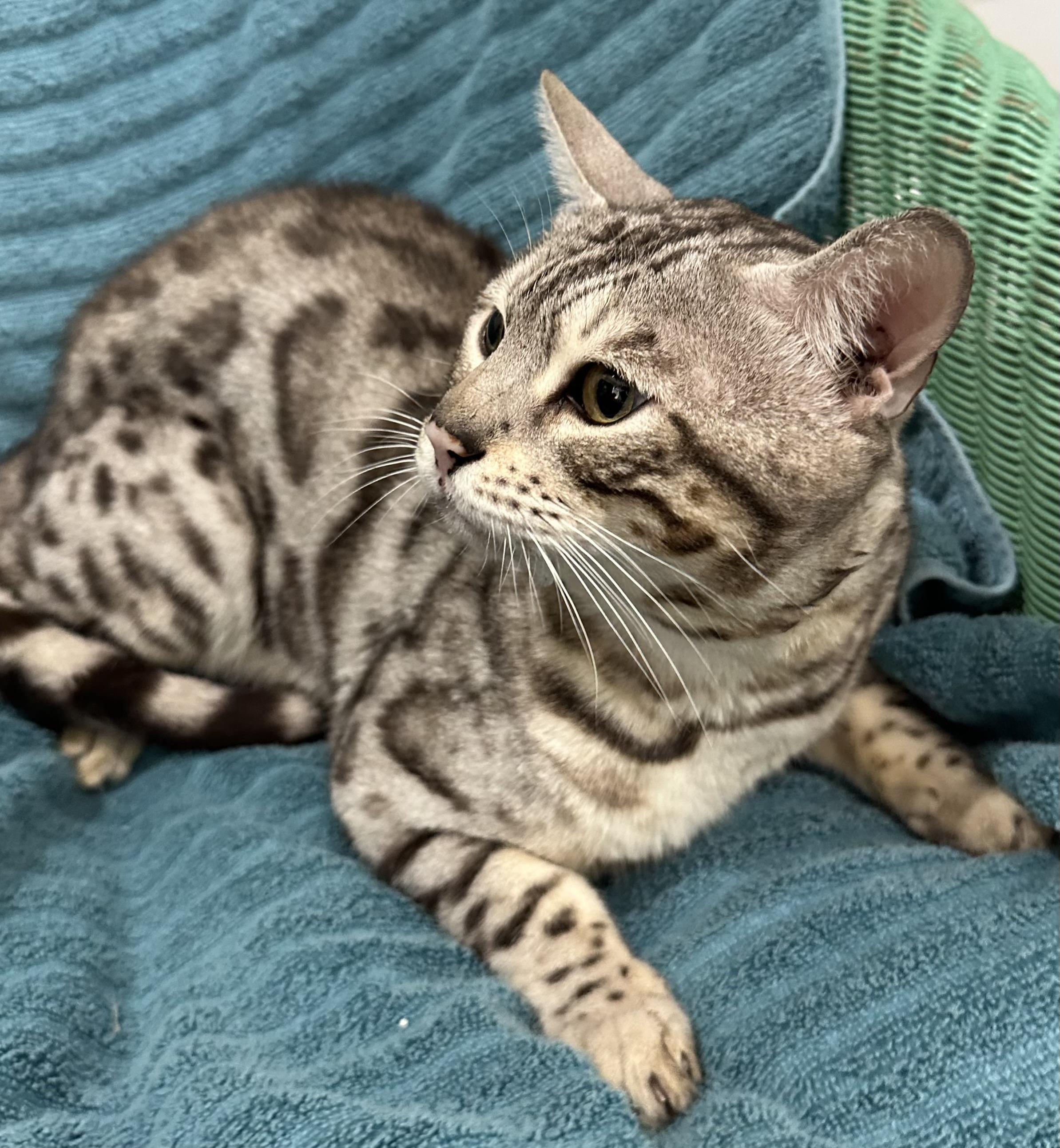 Enlarge Tim the Bengal, an adopted Bengal in Lawrenceville, GA image 1/3