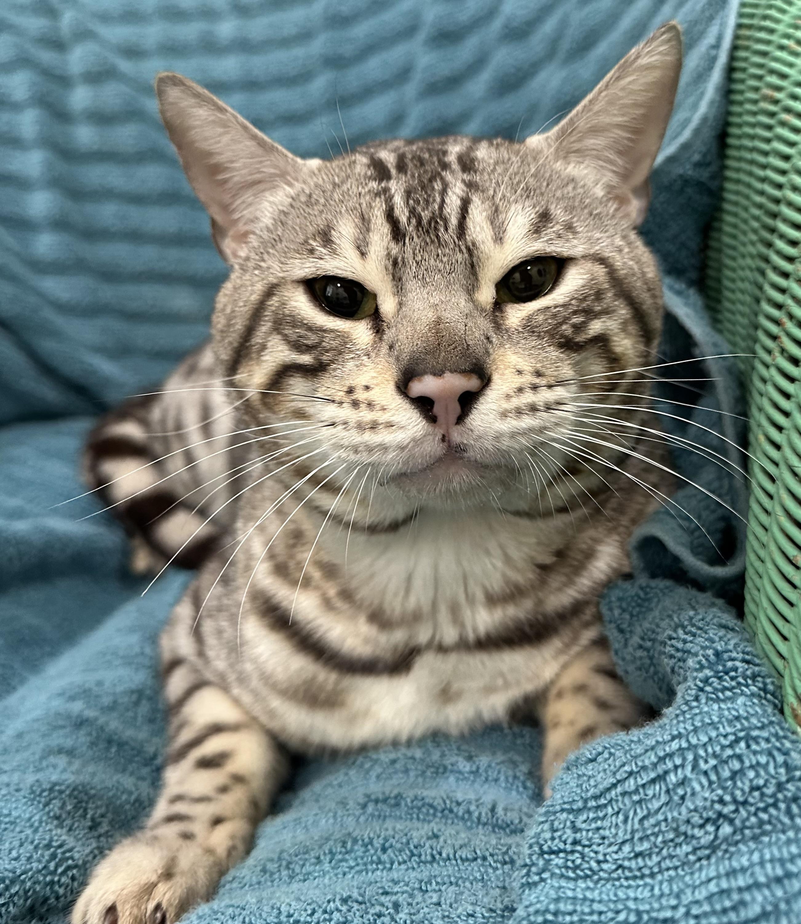 Enlarge Tim the Bengal, an adopted Bengal in Lawrenceville, GA image 2/3