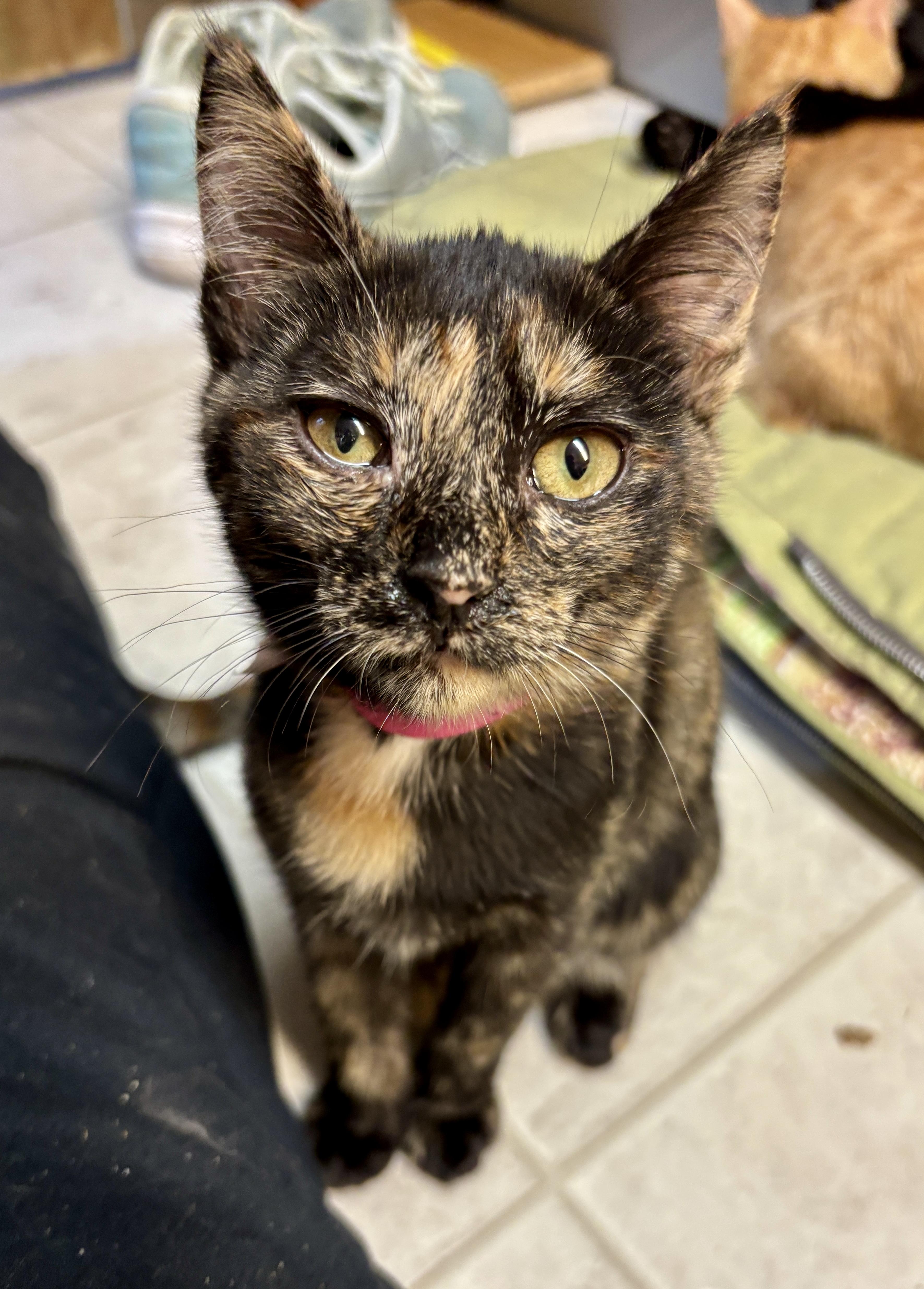 Catarina, Adopted, Young Female Domestic Short Hair.