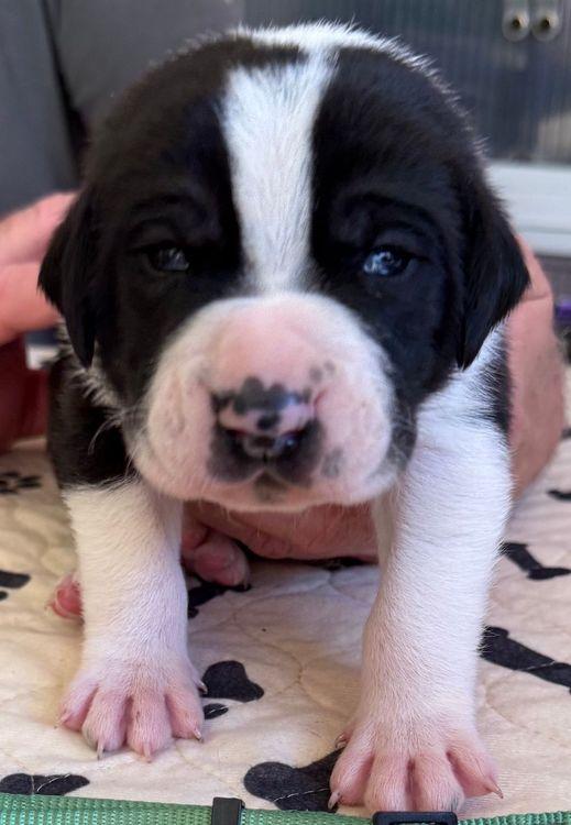 Bowie, Baby Male Great Dane