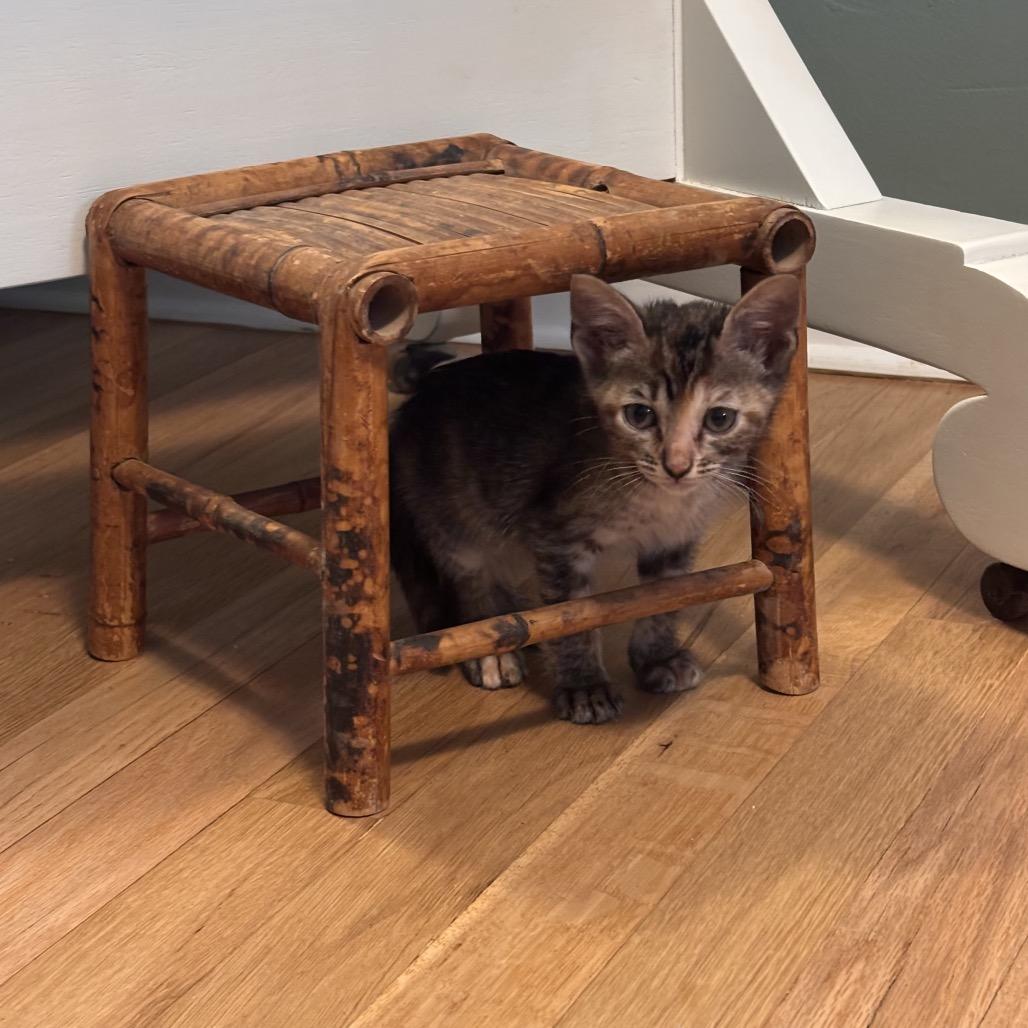 Timecard, Adoptable, Kitten Female Domestic Short Hair & Domestic Short Hair.