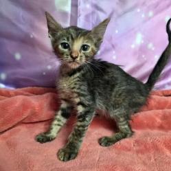 Enlarge Timecard, a Adoptable mixed breed in Fort Collins, CO image 2/2