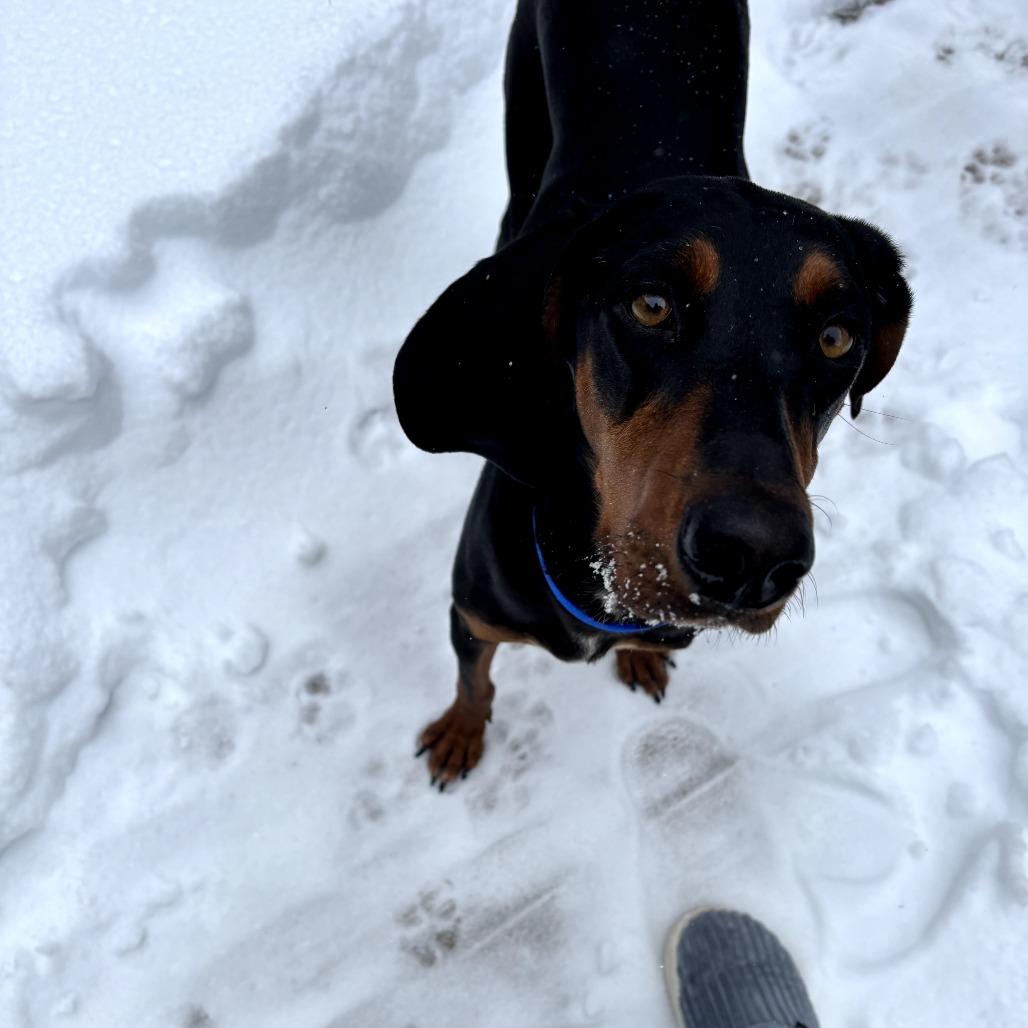 Enlarge Ruby, a Adoptable Coonhound in Rockville, MD image 2/6