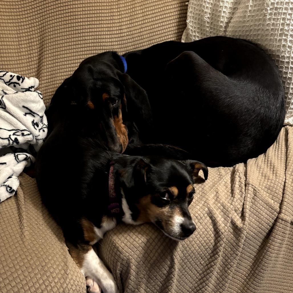 Enlarge Ruby, a Adoptable Coonhound in Rockville, MD image 3/6