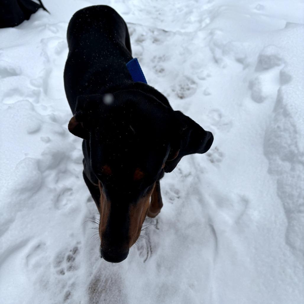 Enlarge Ruby, a Adoptable Coonhound in Rockville, MD image 4/6