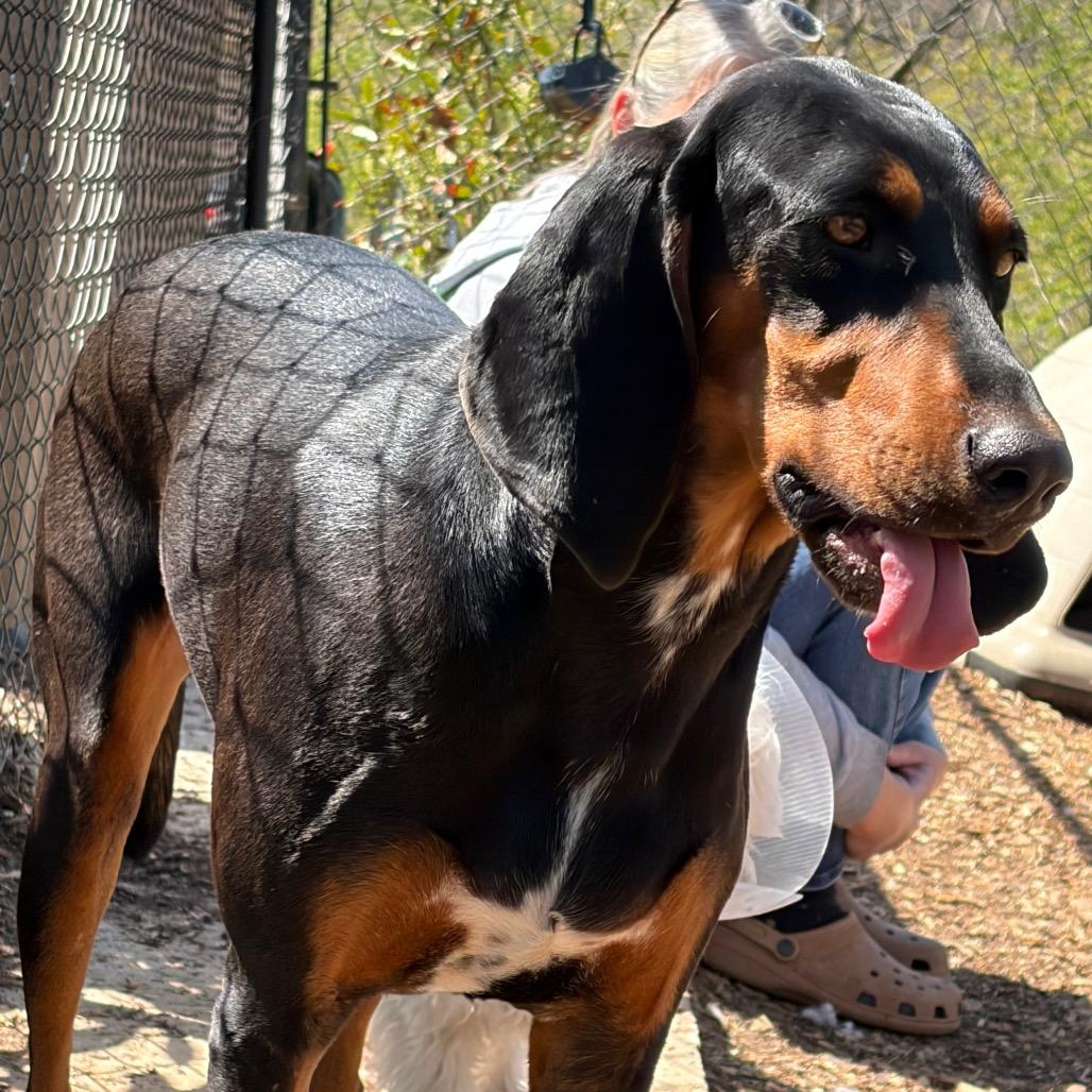 Enlarge Ruby, a Adoptable Coonhound in Rockville, MD image 5/6