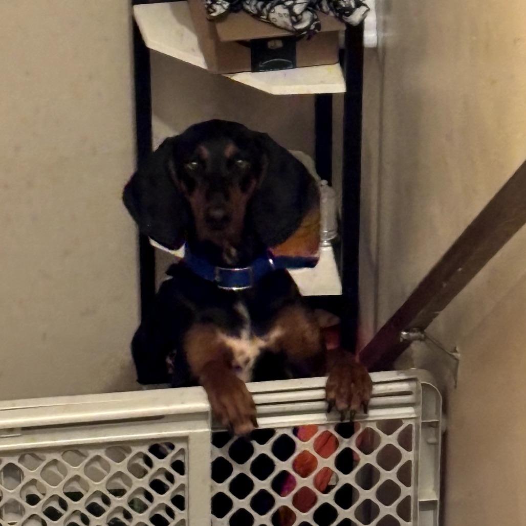 Enlarge Ruby, a Adoptable Coonhound in Rockville, MD image 6/6