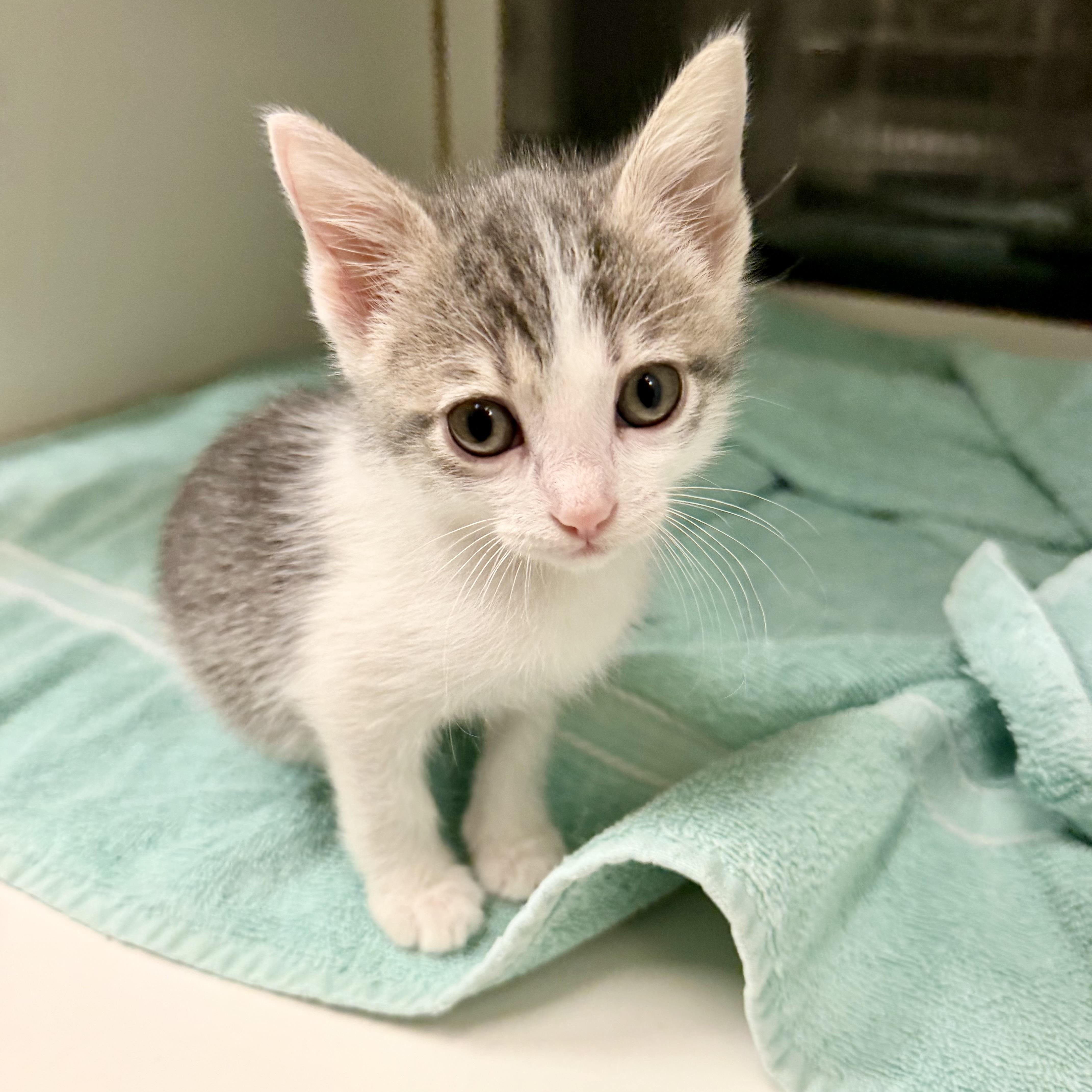 Enlarge Bonnie Bennett, a Adoptable Domestic Short Hair in Birmingham, AL image 2/5