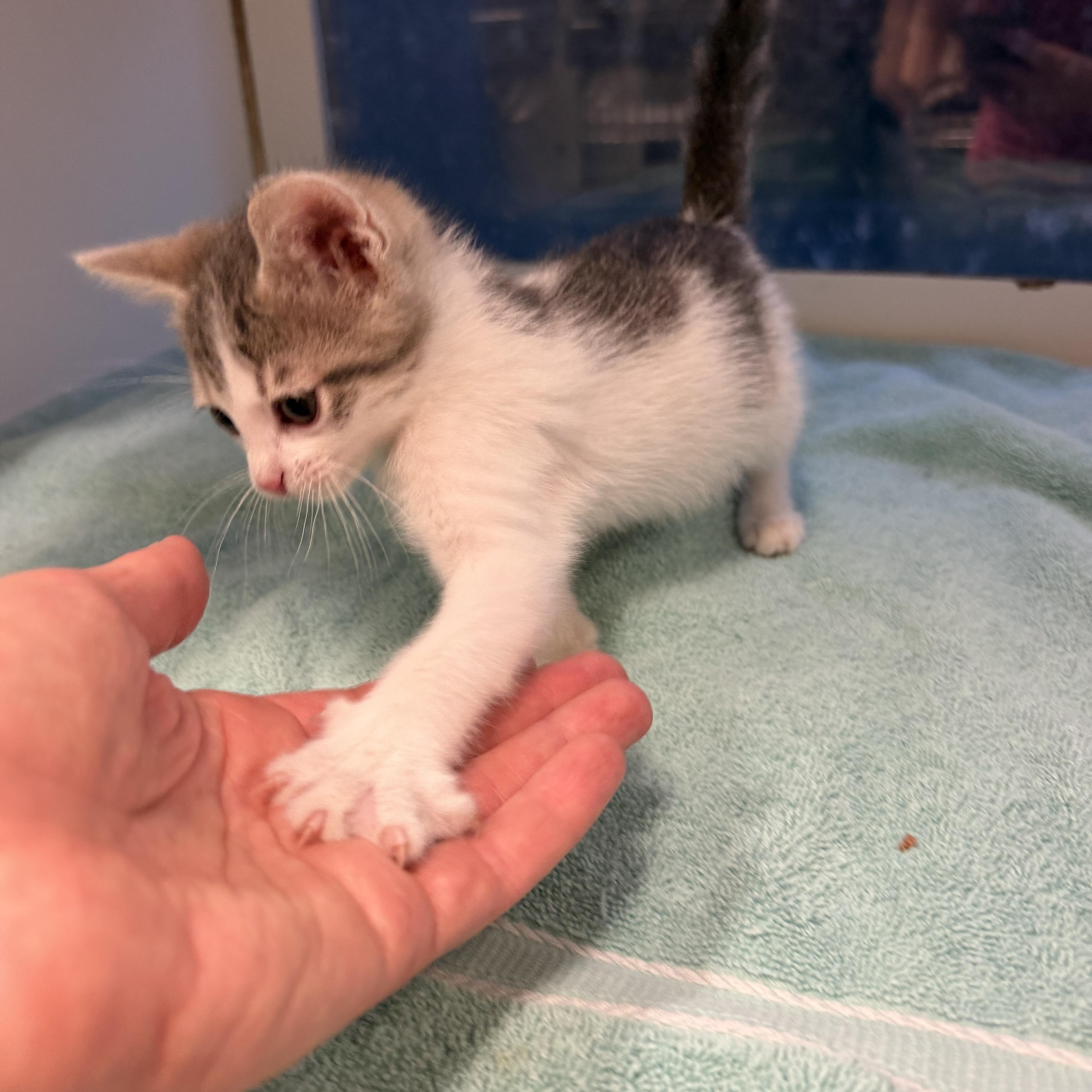 Enlarge Bonnie Bennett, a Adoptable Domestic Short Hair in Birmingham, AL image 3/5