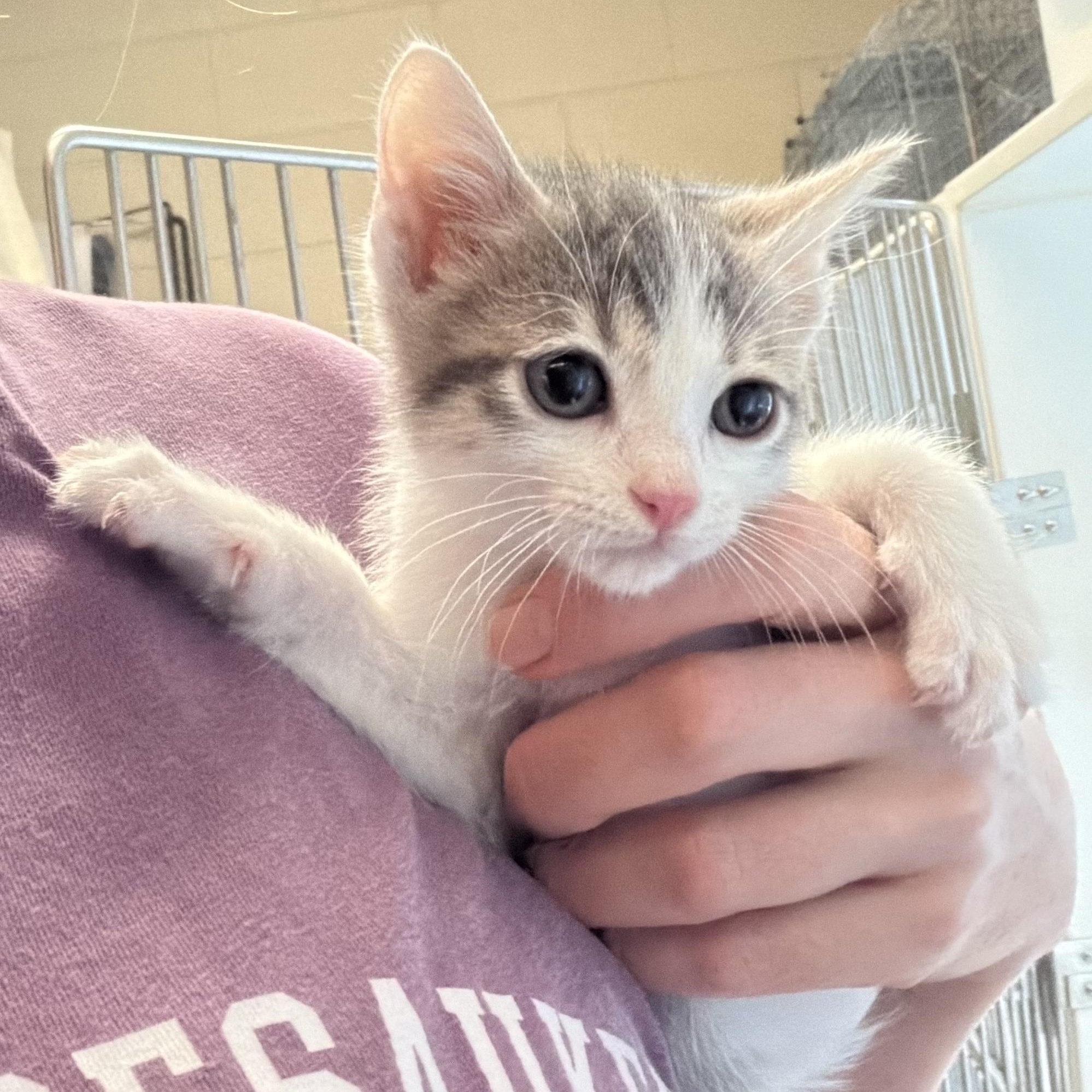 Enlarge Bonnie Bennett, a Adoptable Domestic Short Hair in Birmingham, AL image 4/5