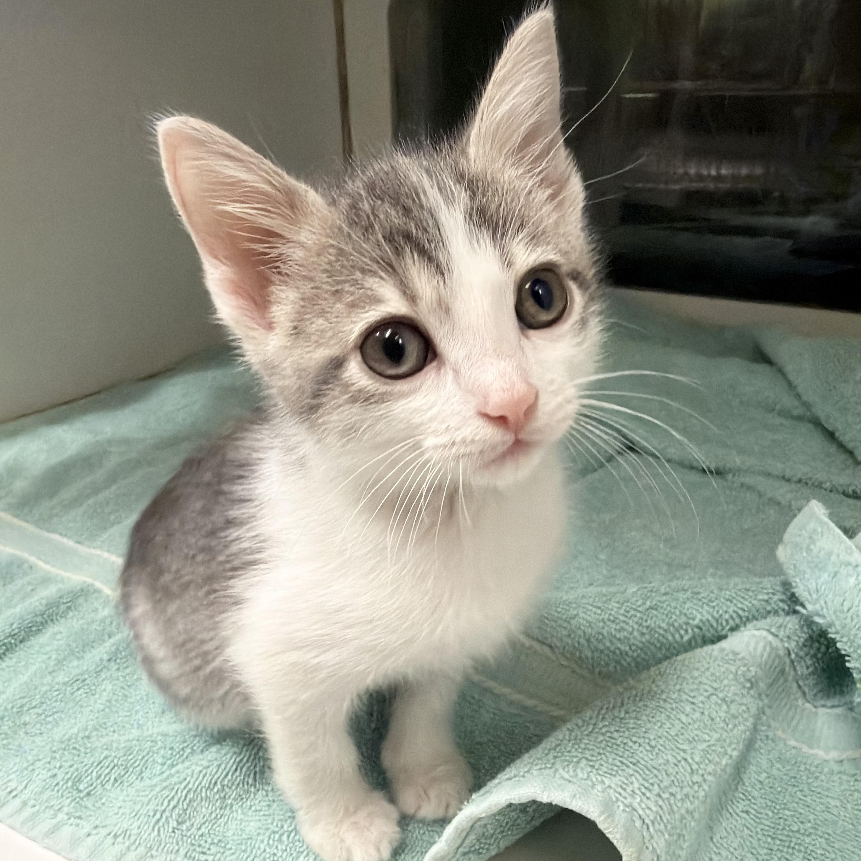 Bonnie Bennett, Adoptable, Kitten Female Domestic Short Hair.
