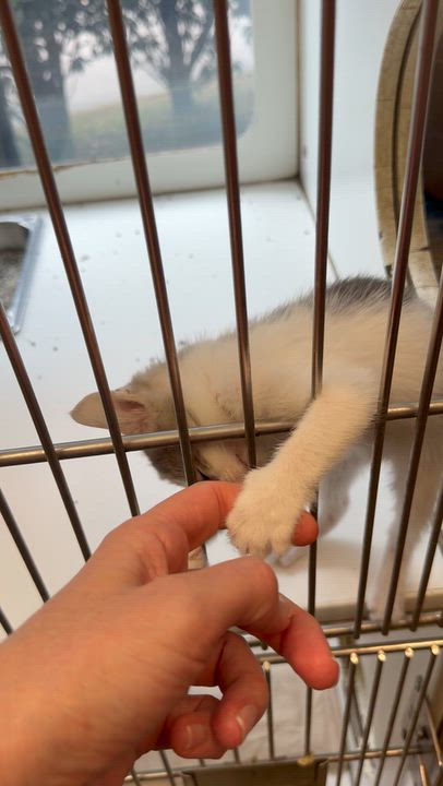 Enlarge Bonnie Bennett, a Adoptable Domestic Short Hair in Birmingham, AL video 5/5