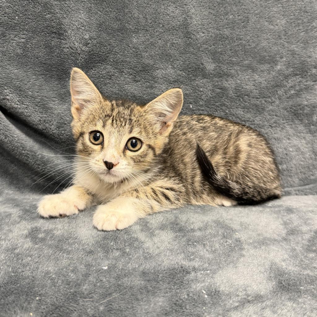 Marble, a Adoptable mixed breed in Brenham, TX image 2/6