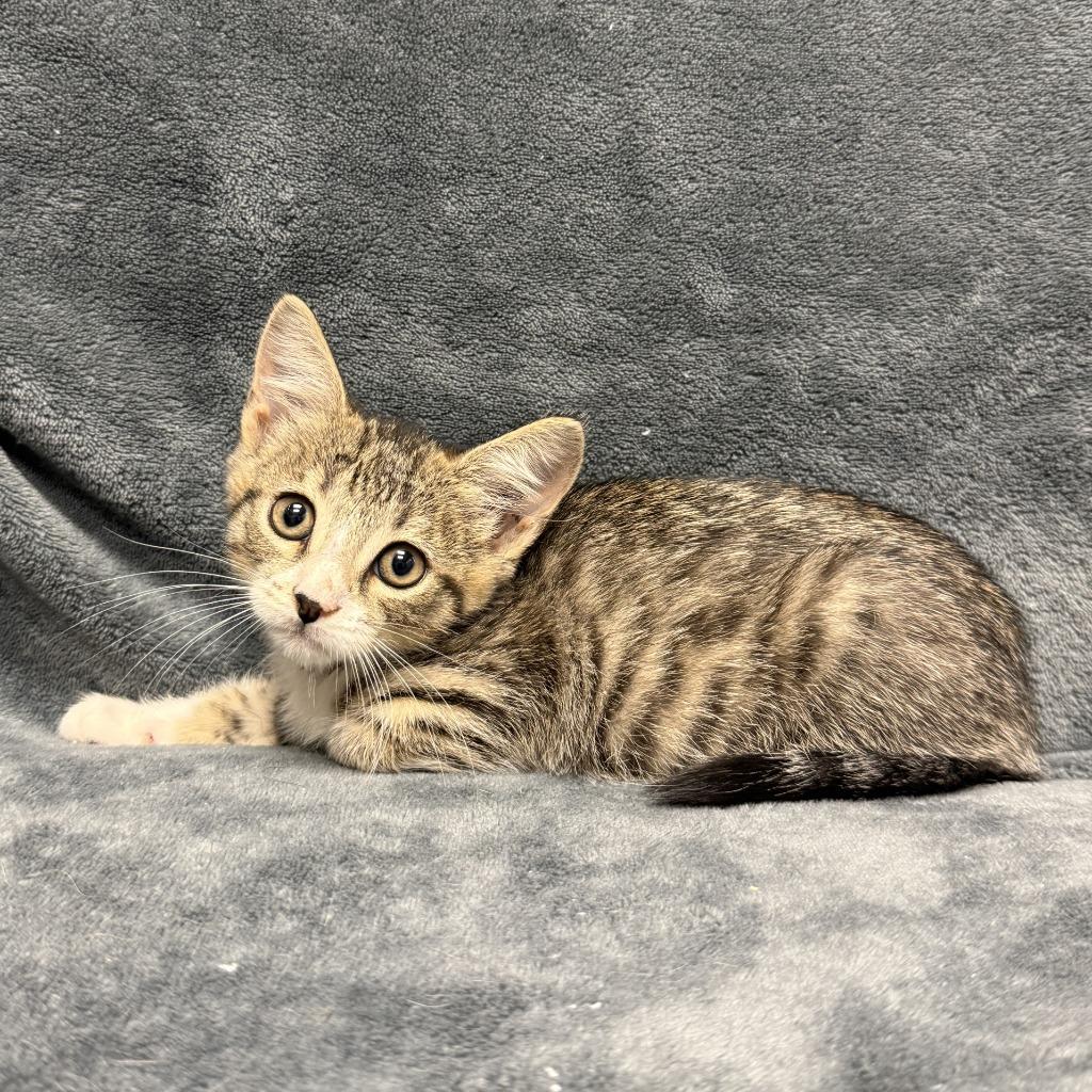 Marble, a Adoptable mixed breed in Brenham, TX image 4/6