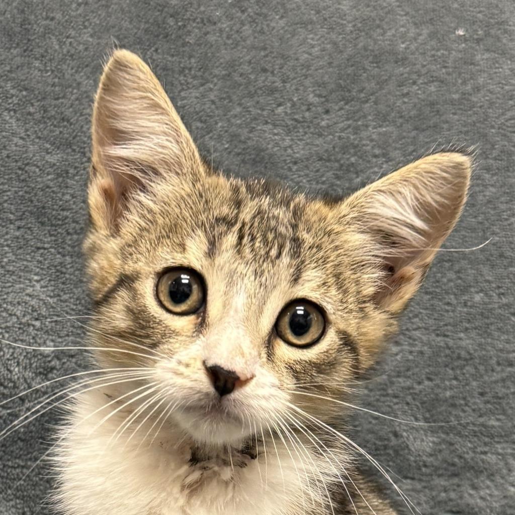 Marble, a Adoptable mixed breed in Brenham, TX image 1/6