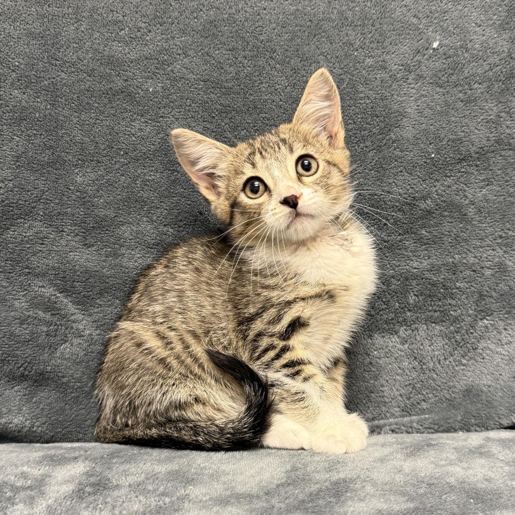 Marble, a Adoptable mixed breed in Brenham, TX image 3/6
