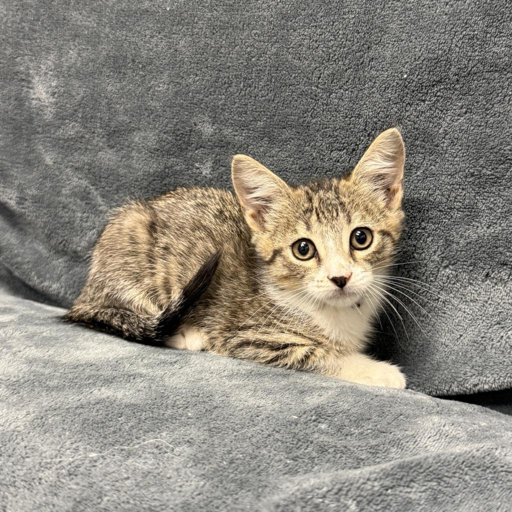 Marble, a Adoptable mixed breed in Brenham, TX image 5/6