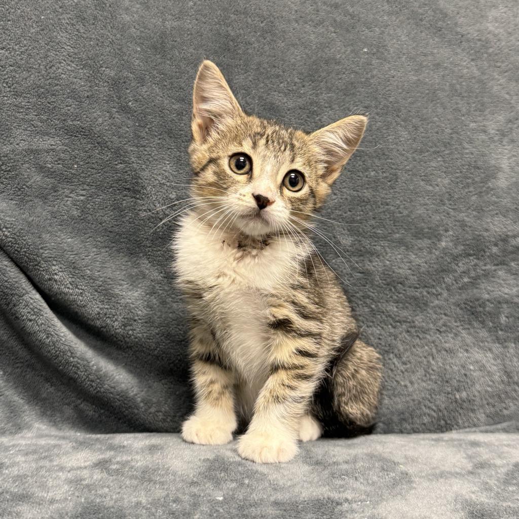Marble, a Adoptable mixed breed in Brenham, TX image 6/6