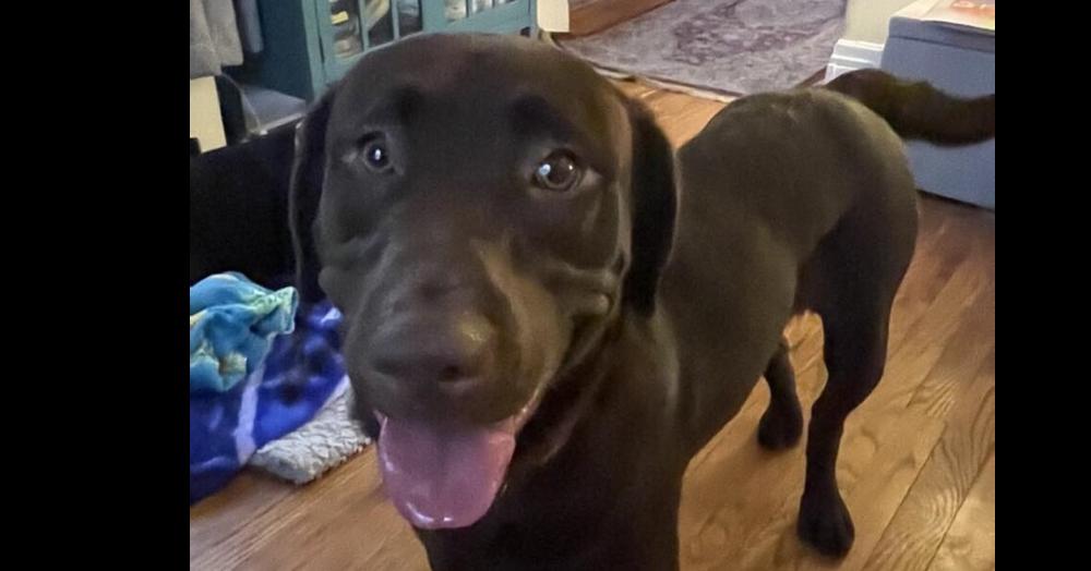 Nova, Adoptable, Young Female Labrador Retriever.