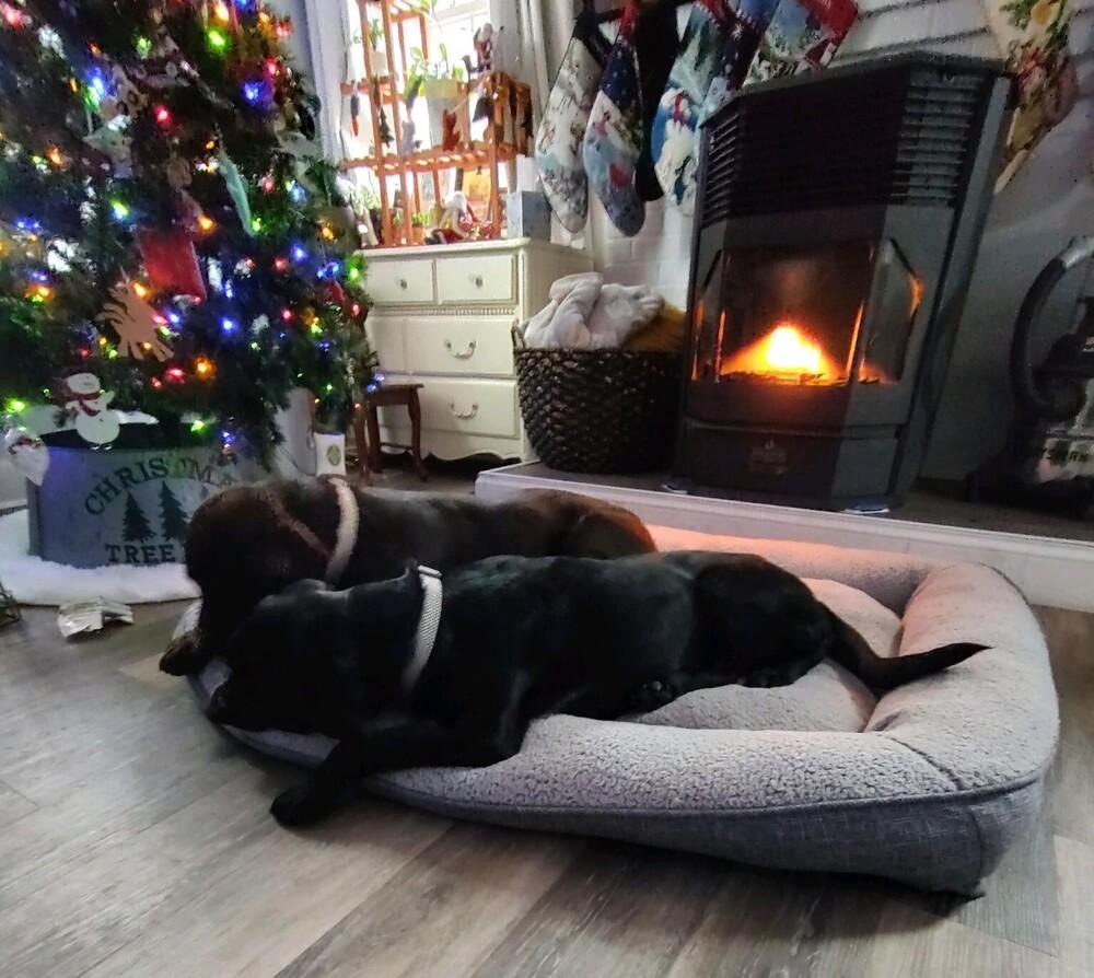 Enlarge Nova, a Adoptable Labrador Retriever in Denton, MD image 3/3