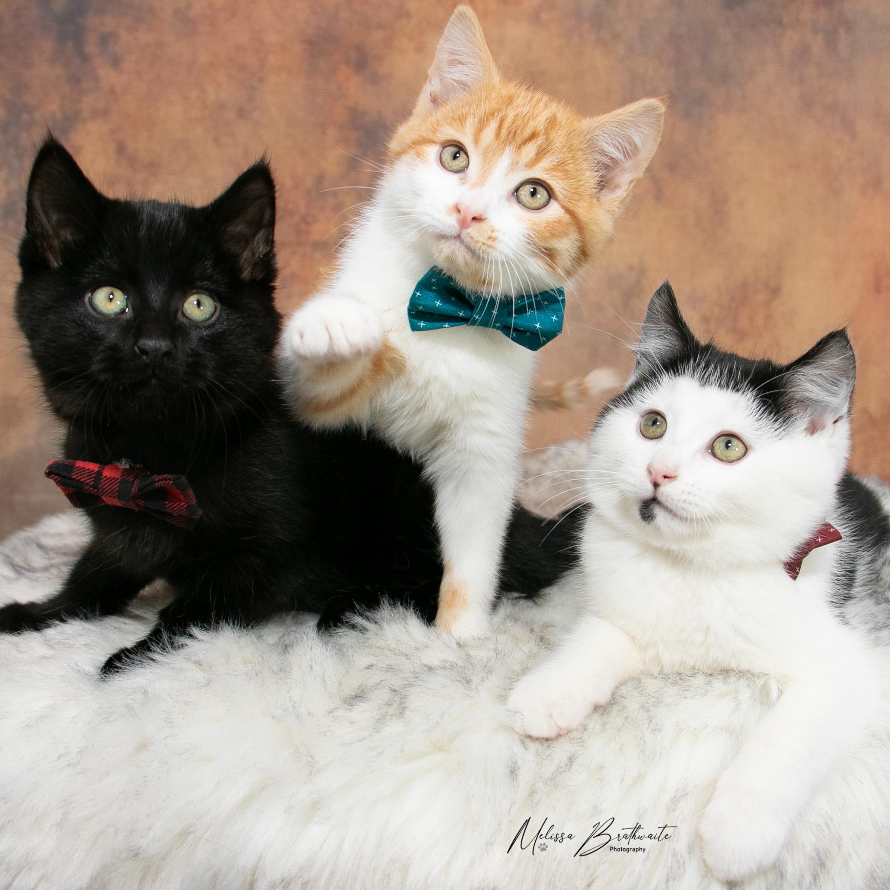 Enlarge Harry Dune, a ADOPTABLE Domestic Short Hair in Calgary, AB image 6/6