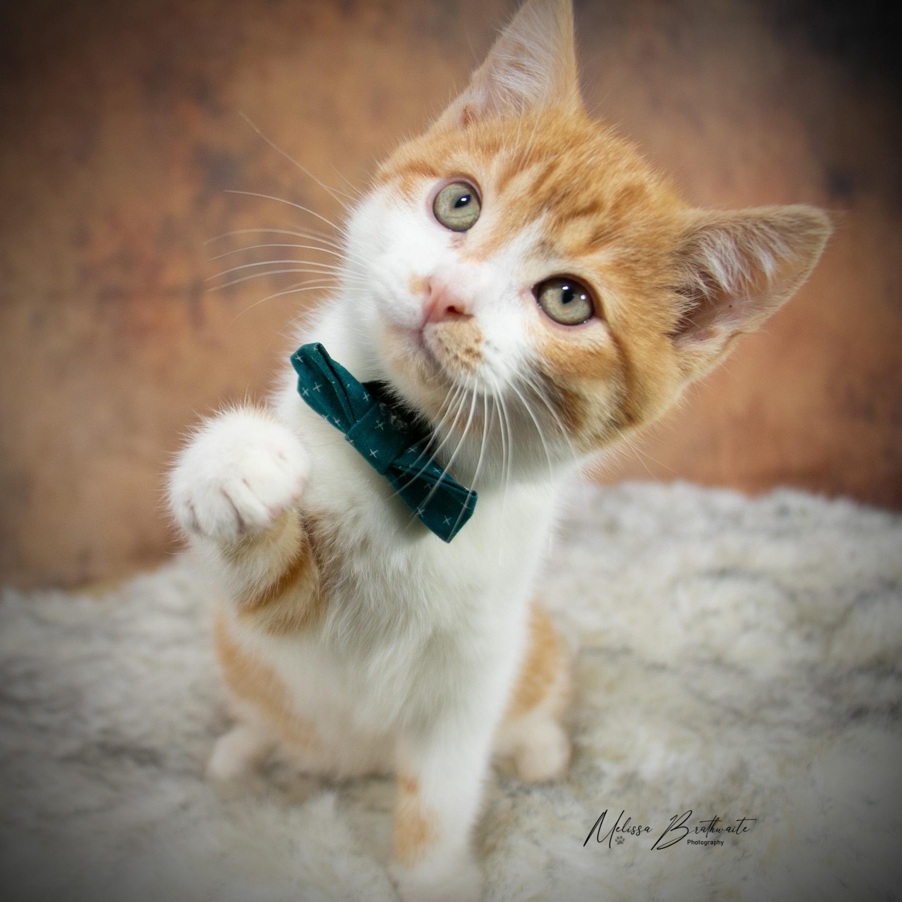 Enlarge Harry Dune, a ADOPTABLE Domestic Short Hair in Calgary, AB image 1/6