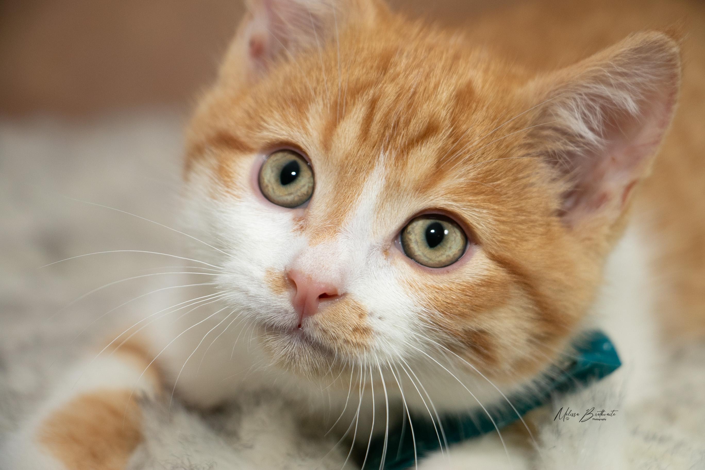 Enlarge Harry Dune, a ADOPTABLE Domestic Short Hair in Calgary, AB image 5/6