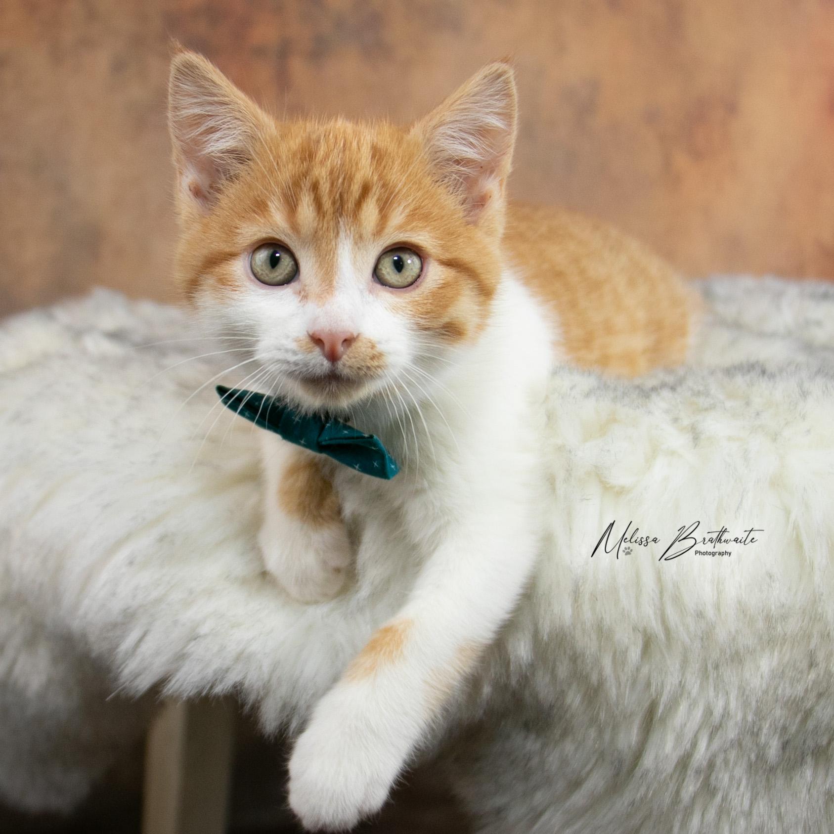 Enlarge Harry Dune, a ADOPTABLE Domestic Short Hair in Calgary, AB image 3/6