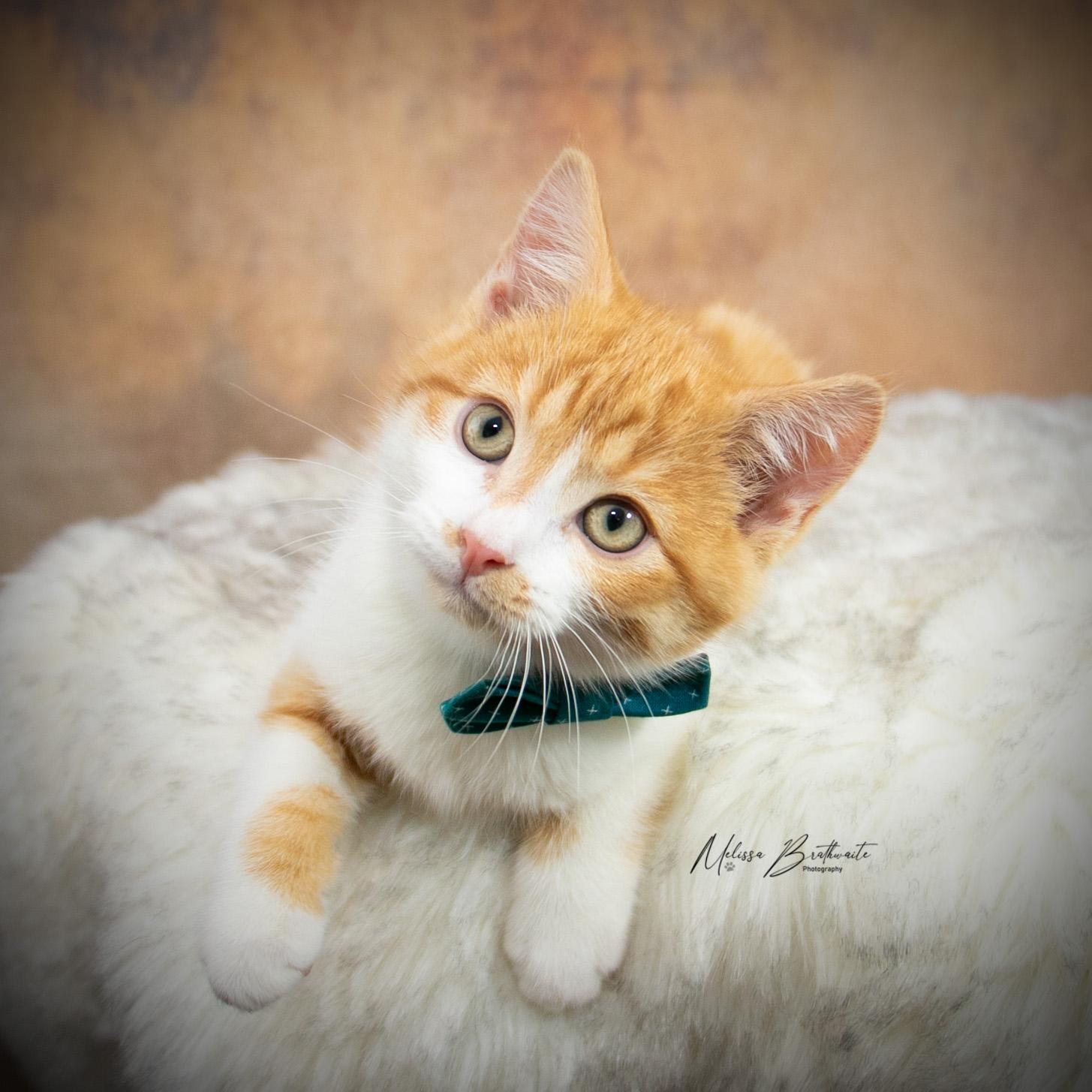 Enlarge Harry Dune, a ADOPTABLE Domestic Short Hair in Calgary, AB image 4/6