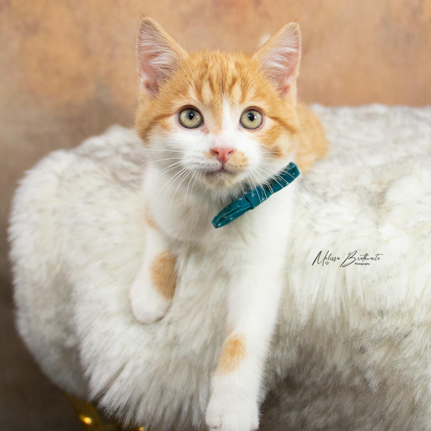 Enlarge Harry Dune, a ADOPTABLE Domestic Short Hair in Calgary, AB image 2/6