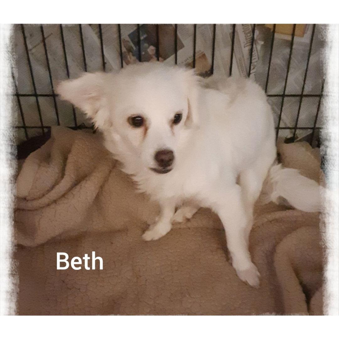 Enlarge Beth, a Adopted mixed breed in Mentone, CA image 1/1