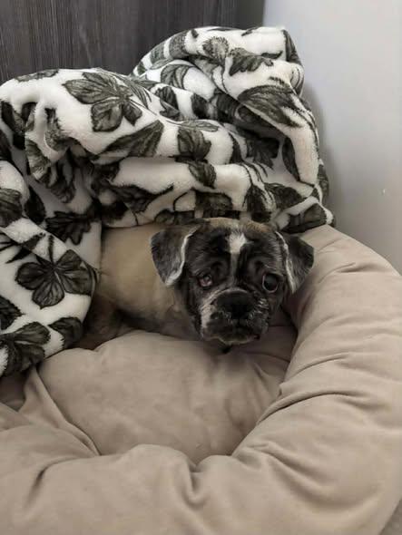 Mikey - BLIND, a Adoptable mixed breed in Holland, MI image 2/4