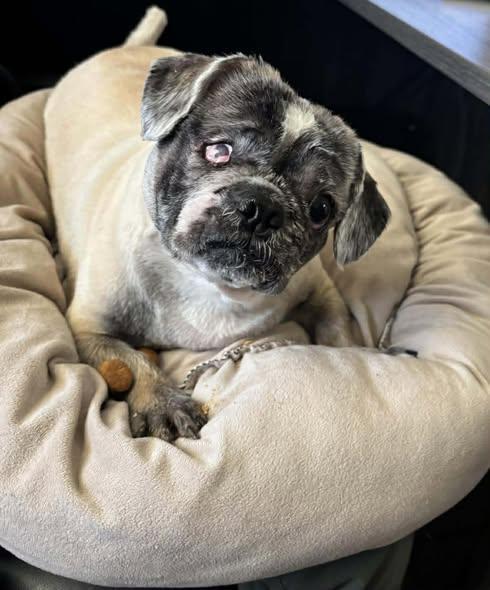 Mikey - BLIND, a Adoptable mixed breed in Holland, MI image 1/4