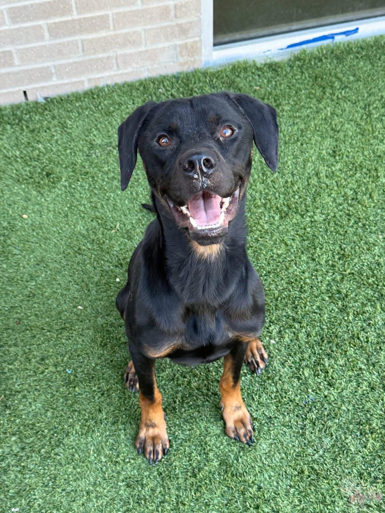 Brody, Adoptable, Adult Male Retriever & Rottweiler.