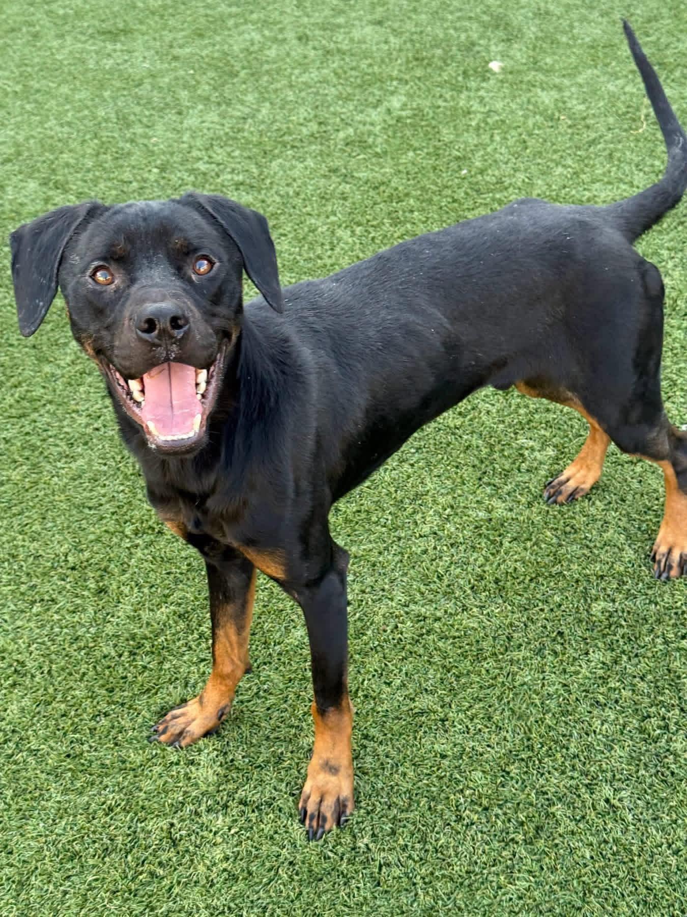 Enlarge Brody, a Adoptable mixed breed in Newport, NH image 2/3