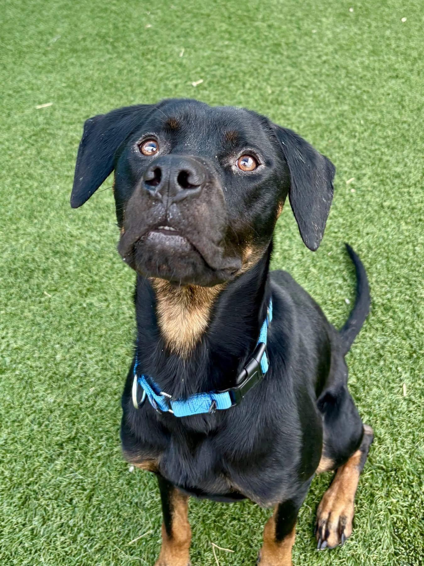 Enlarge Brody, a Adoptable mixed breed in Newport, NH image 3/3