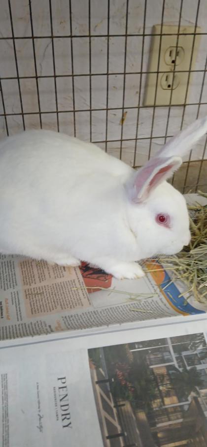 David Hasselhop, Adoptable, Adult Male Bunny Rabbit & Bunny Rabbit.